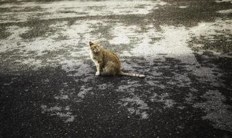 gato callejero en la ciudad foto