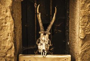 cráneos de cabra para decoración aterradora foto