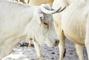 Cows on a farmyard photo