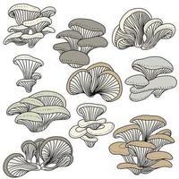 Doodle freehand sketch drawing collection set of oyster mushroom vegetable. vector