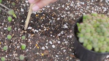 gros plan des mains féminines plantant des cactus dans le sol. Cactus de croissance de plantes de culture de femme dans le jardinage de petites entreprises, concept d'environnements forestiers video