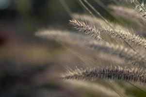 Fountain grass ornamental plant in garden with soft focus background photo