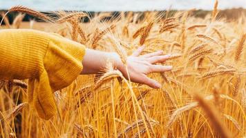 A woman walks across a farm field with ripe wheat at the end of summer stroking ears of corn with a gentle hand - love and care of the farmer photo