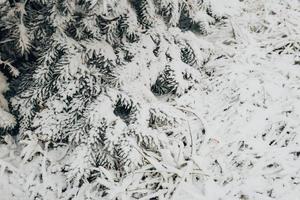 Bosque de invierno día helado - agujas cubiertas de nieve blanca de cerca foto
