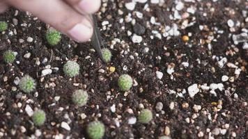 gros plan des mains féminines plantant des cactus dans le sol. cactus de croissance de plantes de culture de femme dans le jardinage de petites entreprises, concept d'environnements forestiers. ralenti video