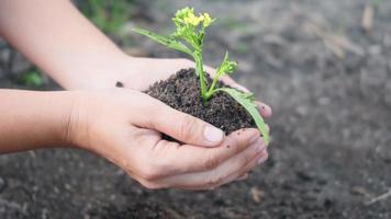 Woman hand hold planting growing a tree in soil on the garden. Female plant small young tree by hand in the morning. Forestry environments ecology, Earth Day and New Life concept video
