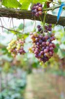 Grapes in garden at Mon Jam, Chiangmai, Thailand photo