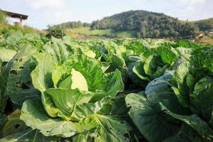 Cabbage garden at Mon Jam mountain, Chiangmai, Thailand photo