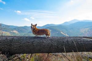 Funny corgi dog portrait outdoors in the forest photo