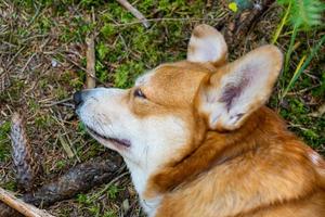 Funny corgi dog portrait outdoors in the forest photo