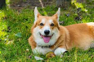 Funny corgi dog portrait outdoors in the forest photo