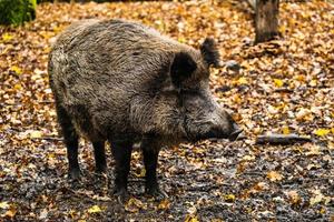 Wild boar in the forest photo
