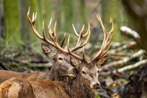 Deer in the forest photo