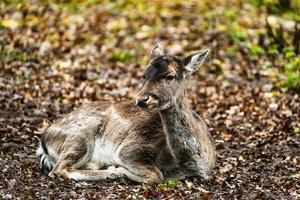 Deer in the forest photo