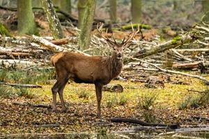 Deer in the forest photo