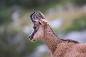 Wild goat in the mountains photo