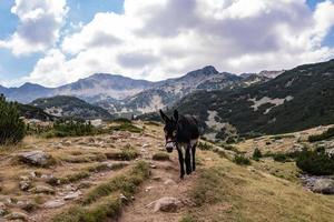 Landscape with donkey photo