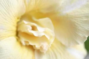 Desert Roses Flower photo