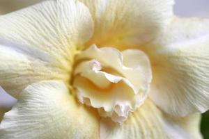 Desert Roses Flower photo