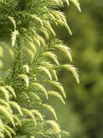 nuevo crecimiento en un árbol de cedro japonés foto