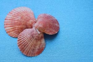 Composition of exotic sea shells of different forms top view photo