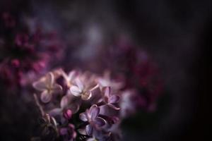 Close-up image of lilac flowers in springtime photo