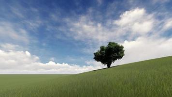 One tree on a green grass landscape video