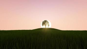 beau lever de soleil et grand arbre en croissance video