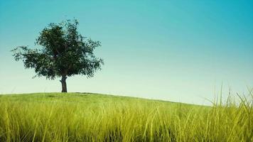 einzelner Baum am klaren blauen Himmel video