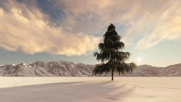 grande abeto único em um campo nevado durante o pôr do sol video