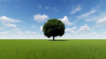 Time-lapse of a single tree moving with the wind video