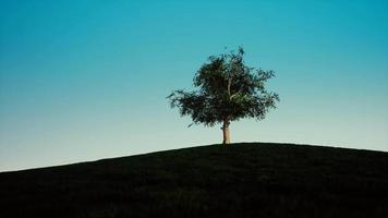 Single tree on a green field during sunrise 4k video