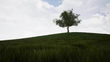 A timelapse showing a big tree during the four seasons 4k video