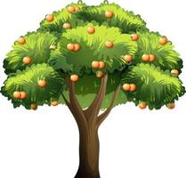 Árbol frutal de naranja en estilo de dibujos animados aislado sobre fondo blanco. vector