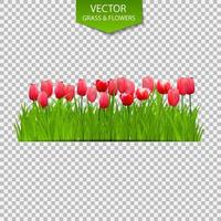 Floral Background with Tulips on Transparent Background. Vector Illustration