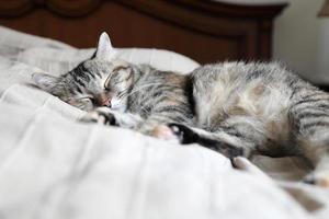 gato atigrado durmiendo foto