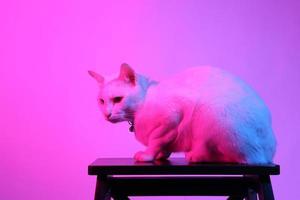 Cute Cat in Gel Lighting photo