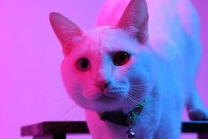 Cute Cat in Gel Lighting photo