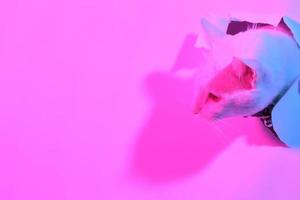 Cute Cat in Gel Lighting photo