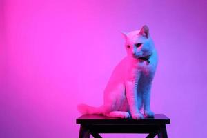 Cute Cat in Gel Lighting photo