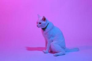 Cute Cat in Gel Lighting photo