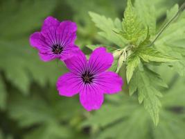 Pretty cranesbill geranium flowers in a garden photo