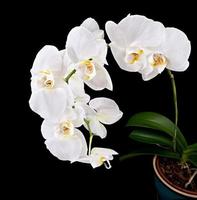 flor de la orquídea phalaenopsis foto