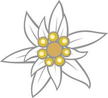 color de la flor de edelweiss vector