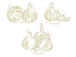 Set Flat Illustration of Garlic for branding and logo element vector