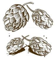 Ilustración de grabado vintage de lúpulo y malta para logotipo de cerveza vector