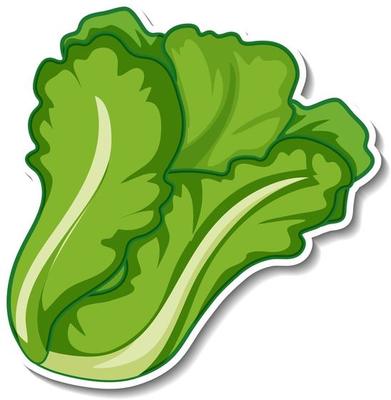 Lettuce Vector Art, Icons, and Graphics for Free Download