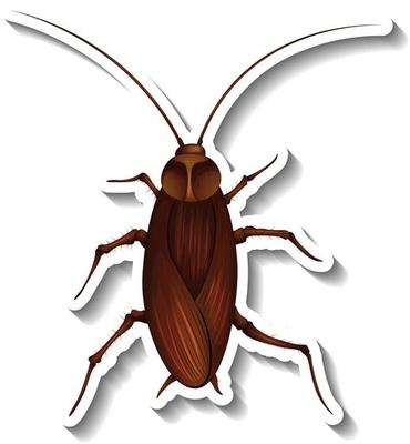 A sticker template with top view of a cockroach isolated