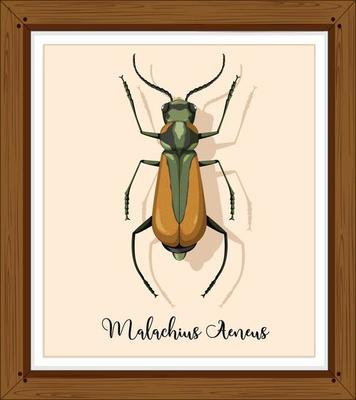 Malachius aeneus insect in wooden frame