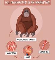 diagrama que muestra la organización celular en un orangután vector